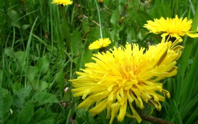 The Positive – and Surprising – Uses for Dandelions